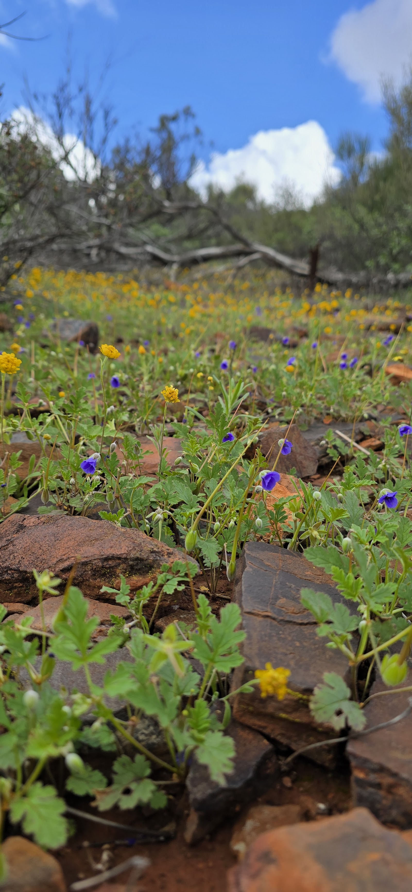 John Forrest Lookout 3