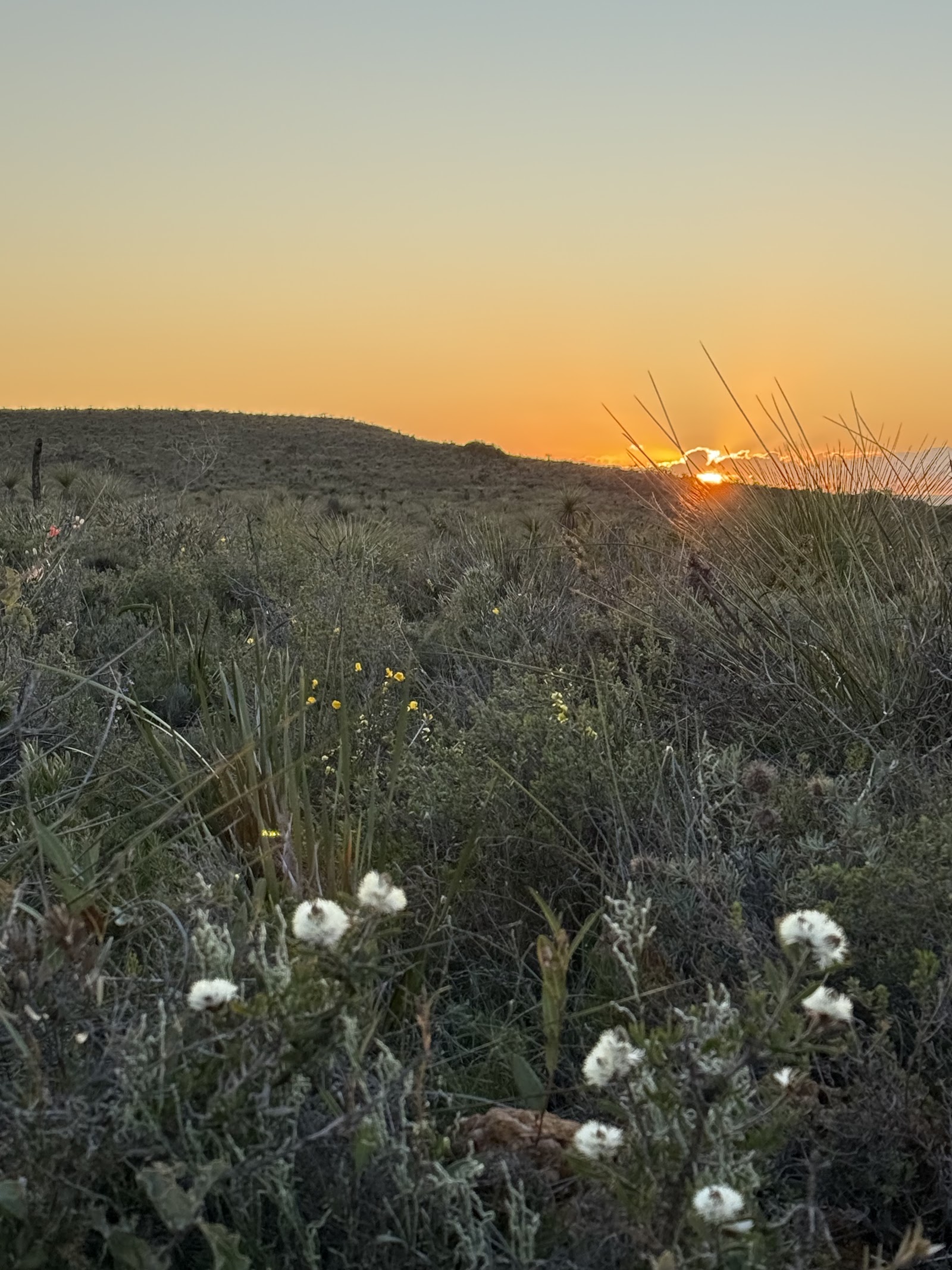 Smokebush Reserve 2