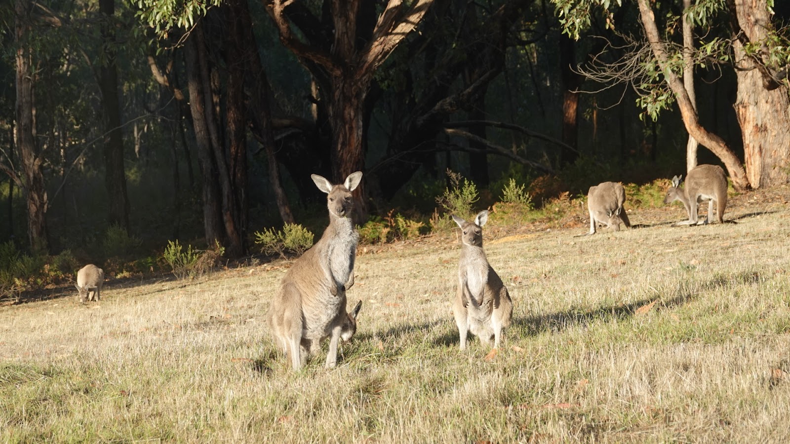 Stringybark Campsite 3