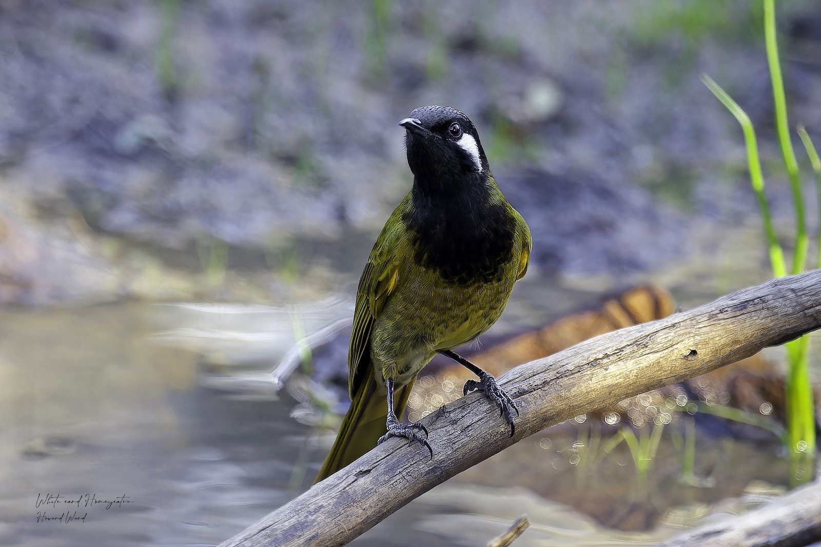 Myall Park Botanical Gardens 2