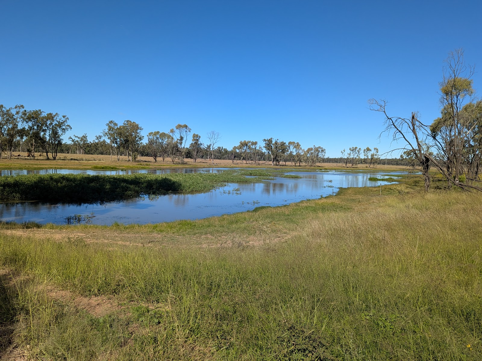 Myall Park Botanical Gardens 3