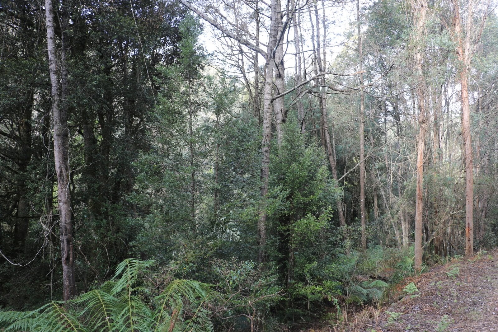 Brown Mountain 2