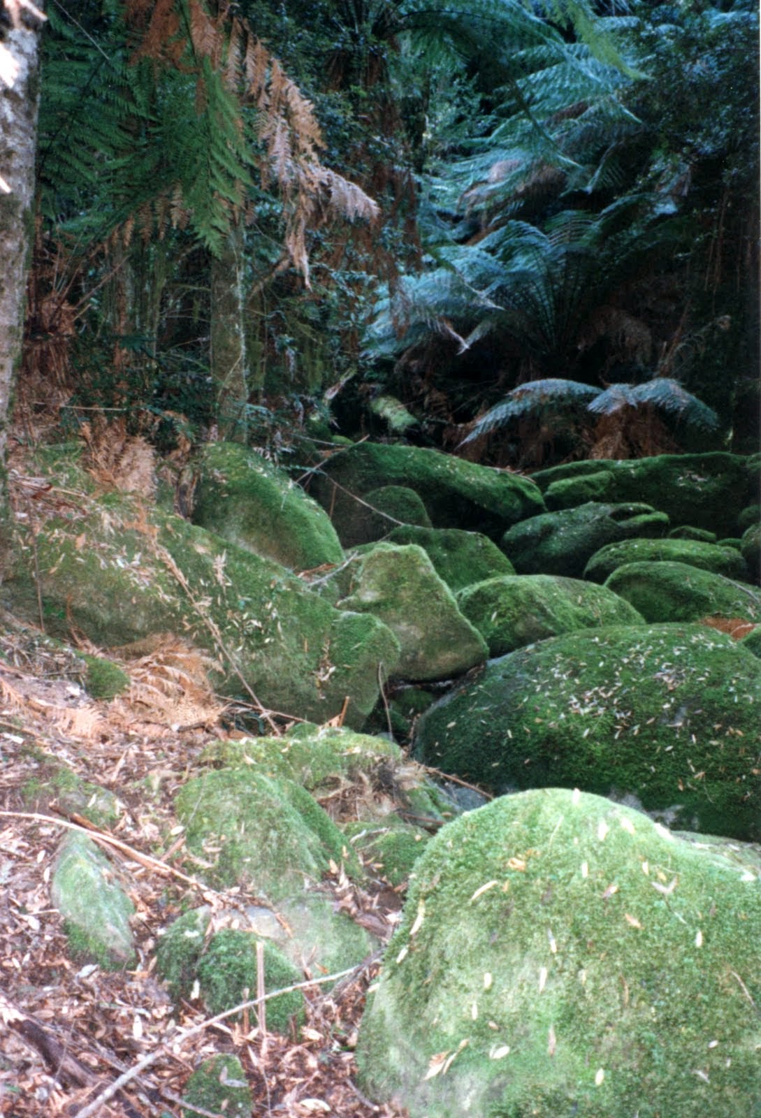Brown Mountain 3