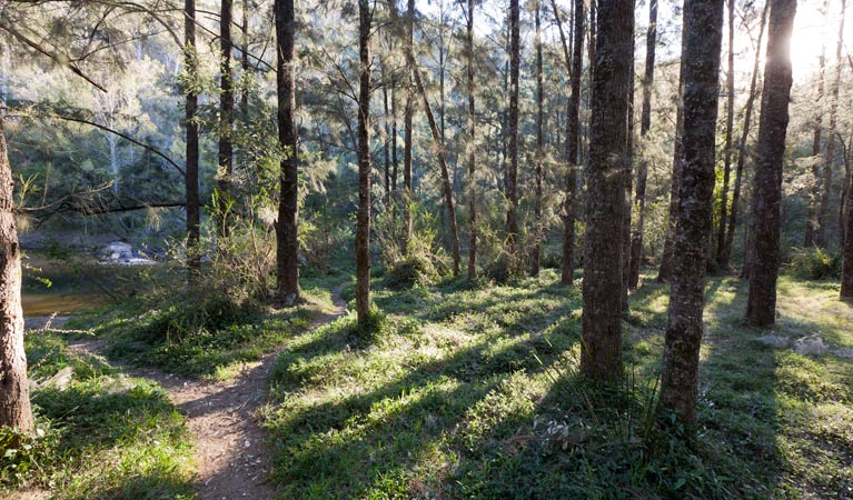 Deua River campgrounds 3