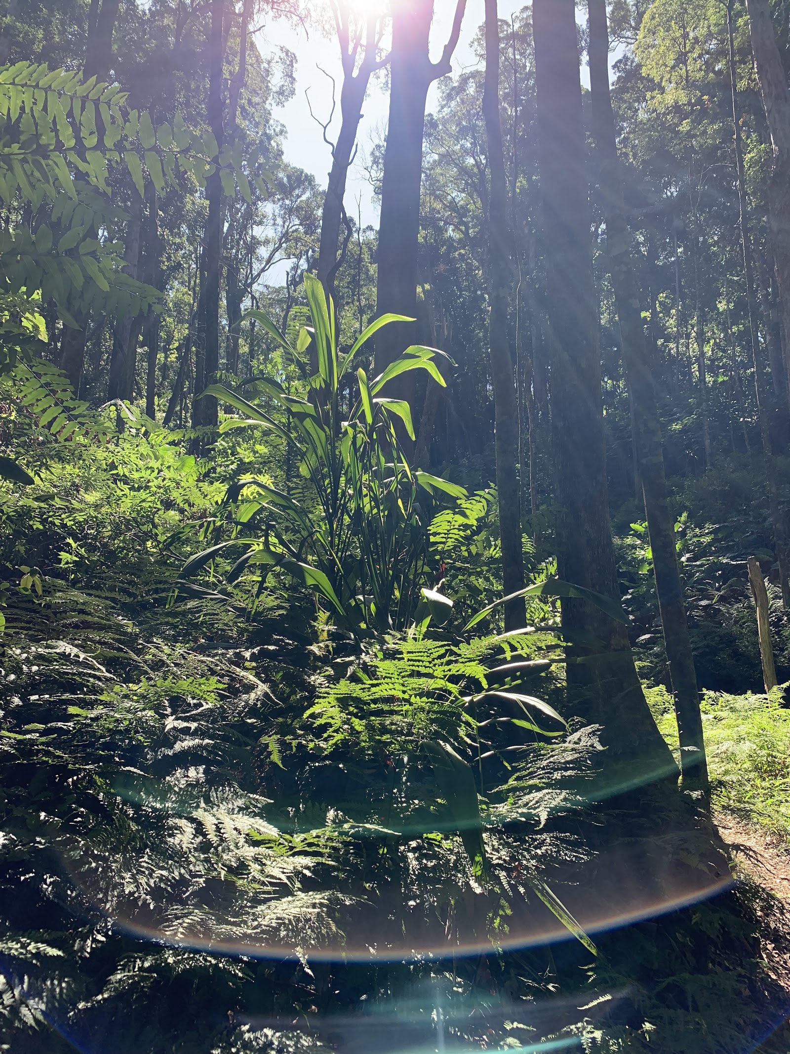 Cunninghams Gap Picnic Area 2
