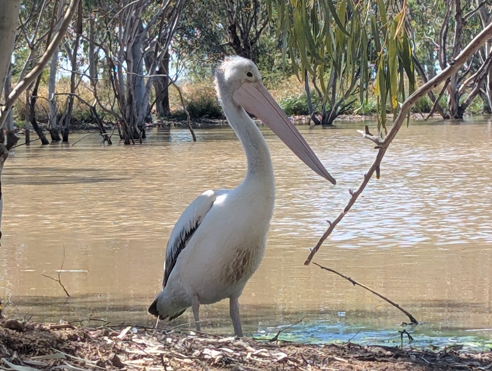 Muttaburra Freedom Park 2