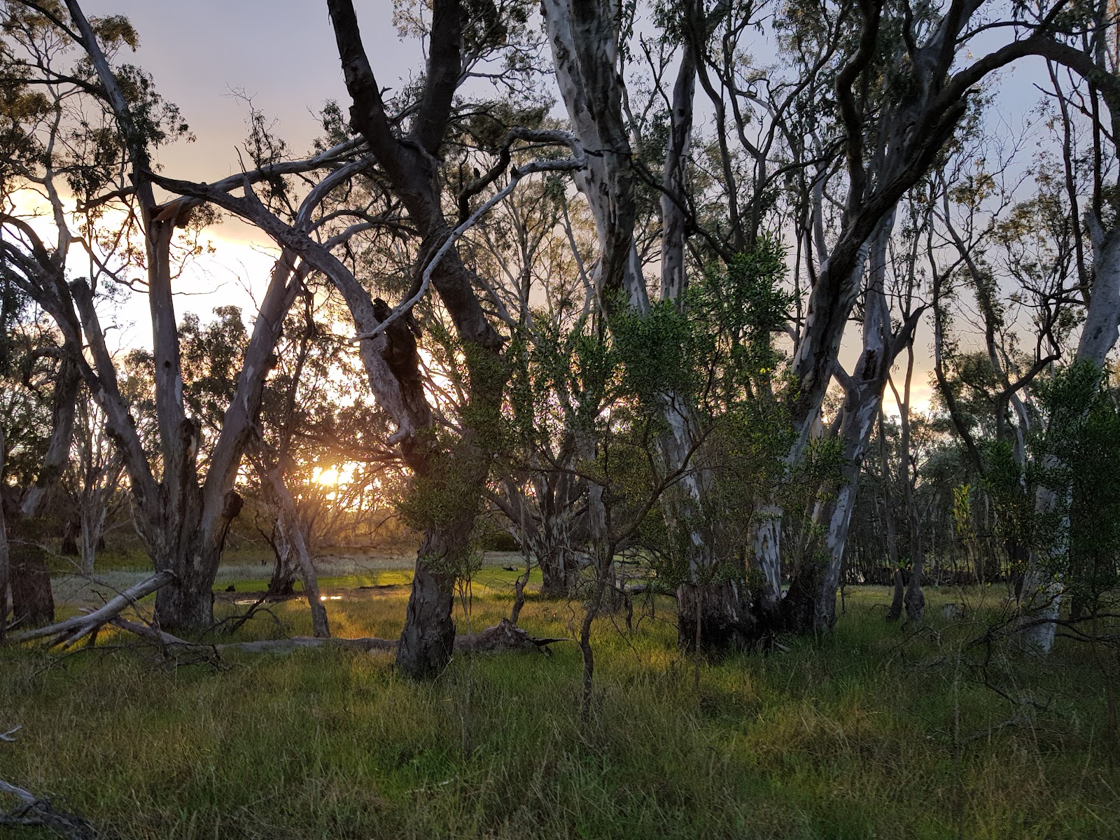 Mooree Reserve Campground 5