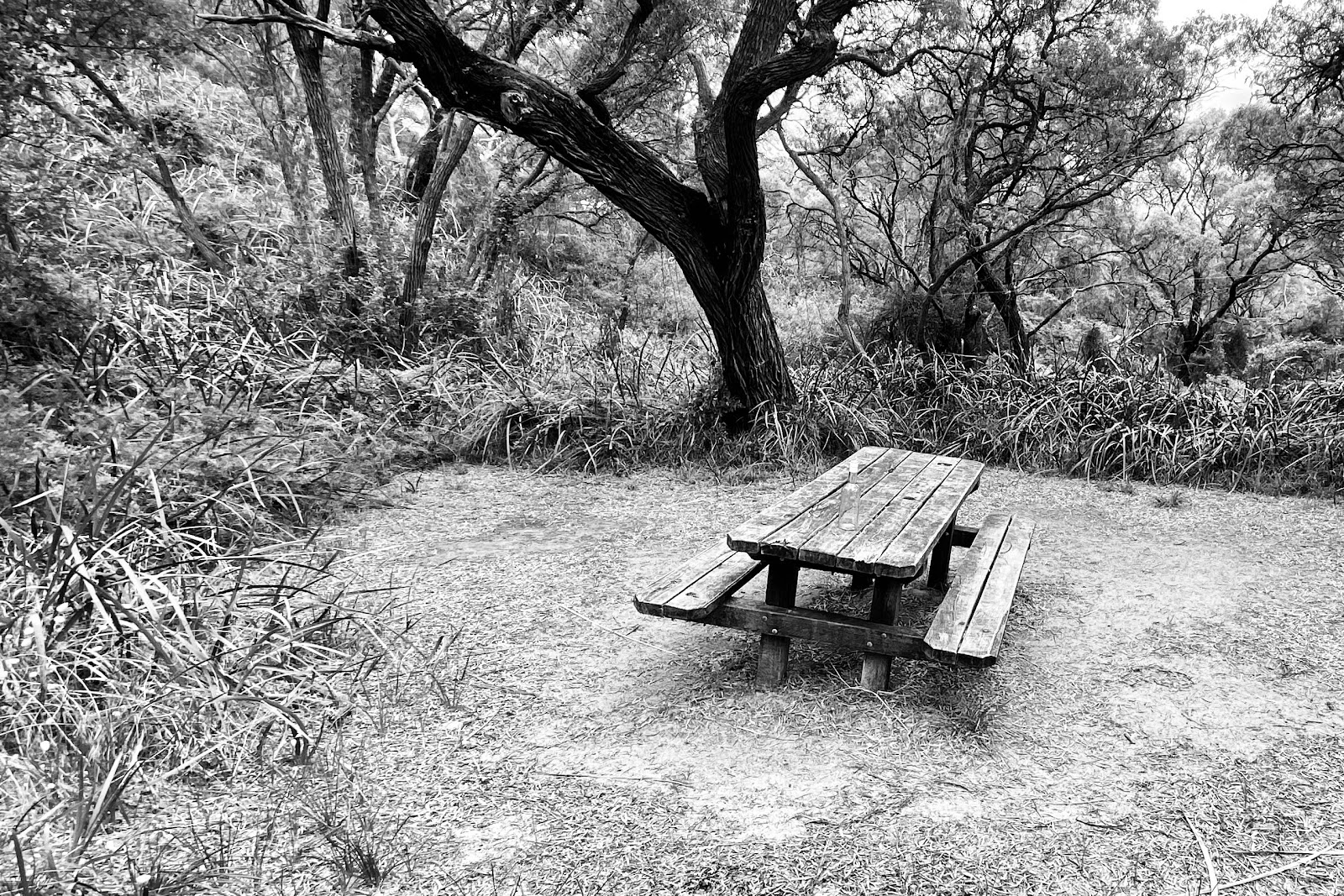 Deepdene Campsite 3