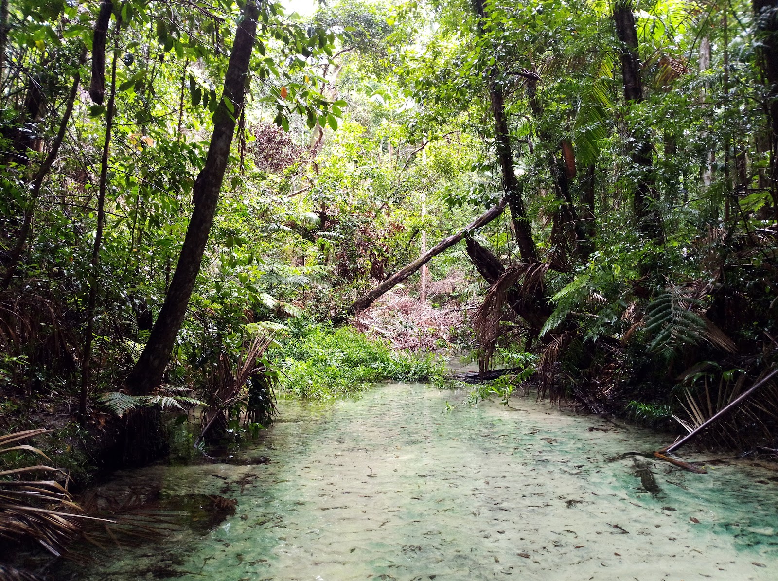 Wanggoolba Creek 2