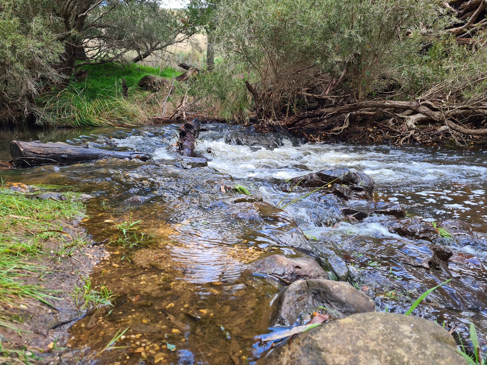 Vaughan Springs Reserve - Castlemaine Diggings National Heritage Park 3