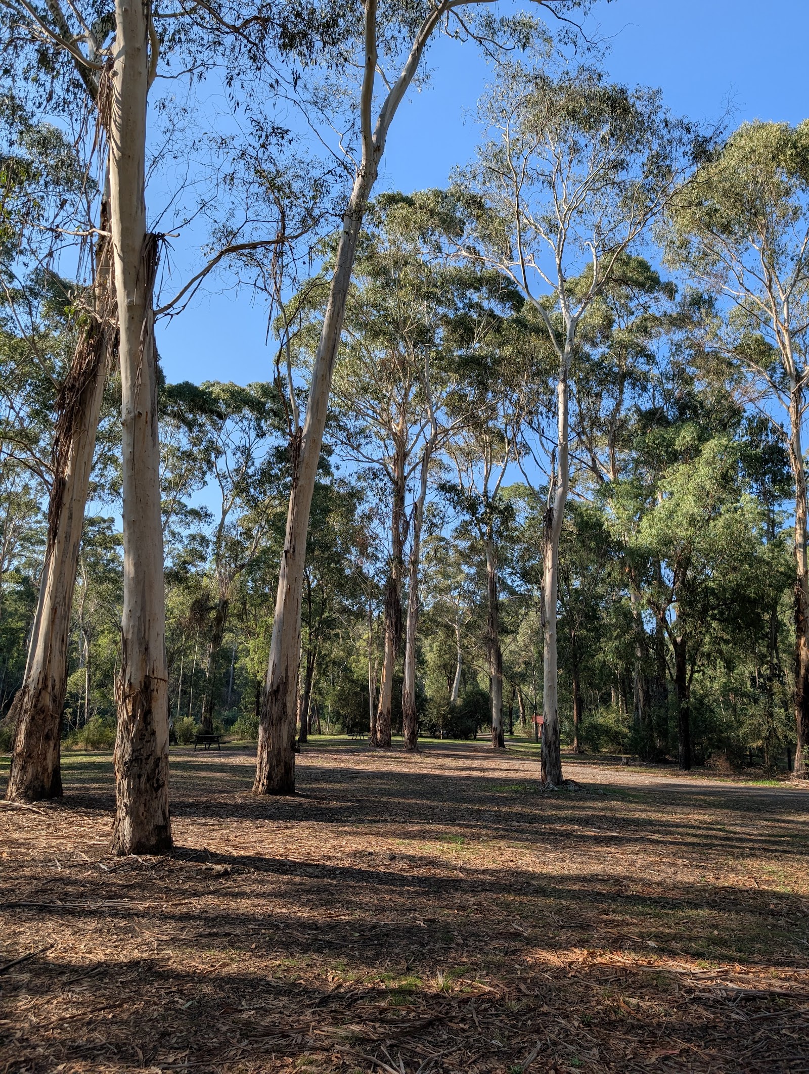 Manna Gum Campground 2