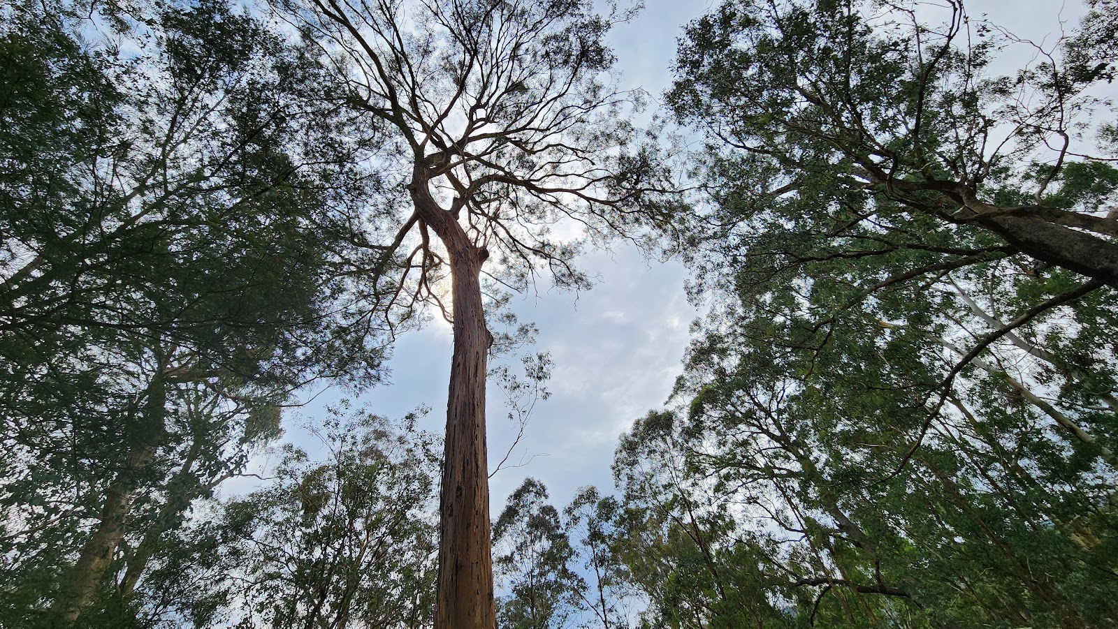 4 Currawong Camp 3