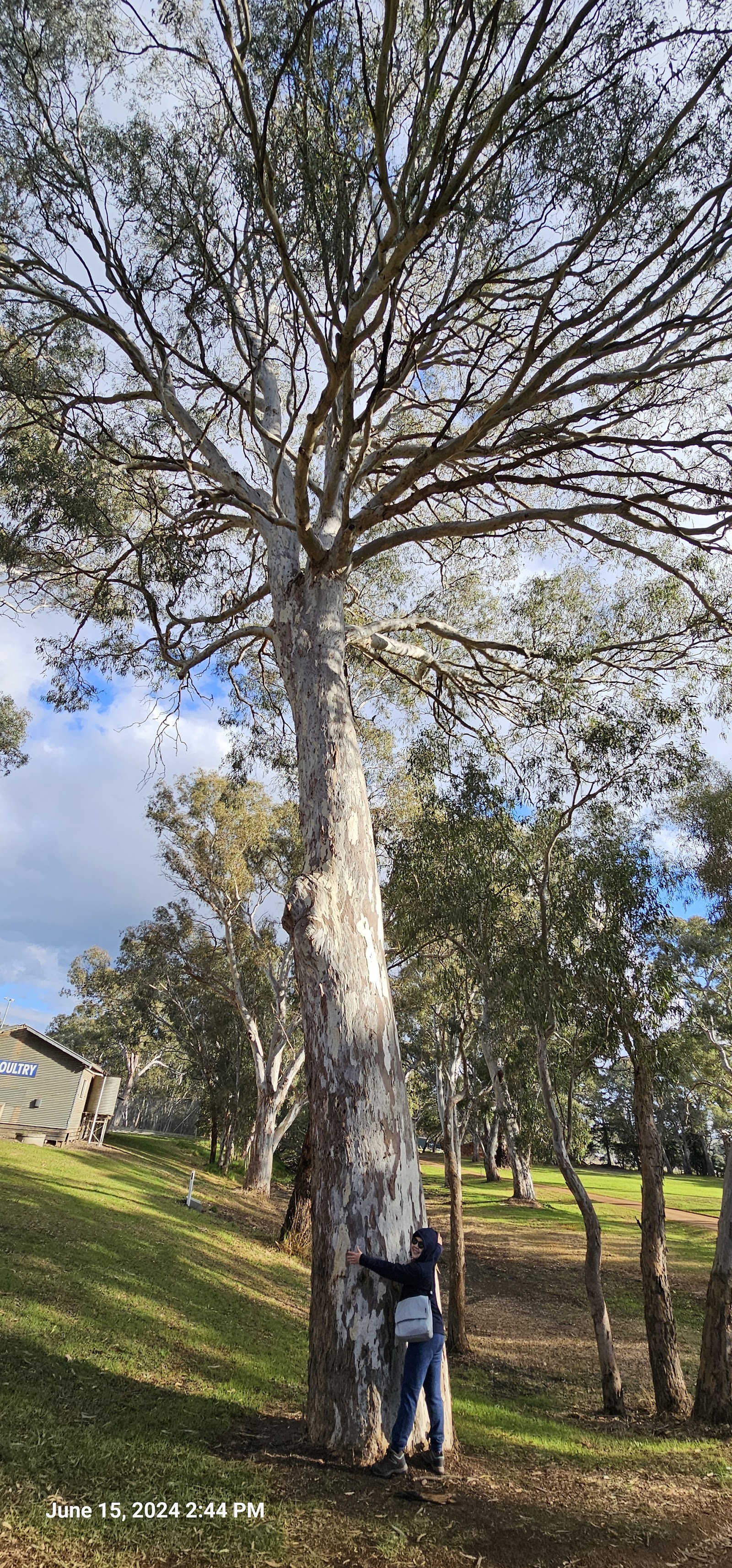 Island Park - Casterton 3