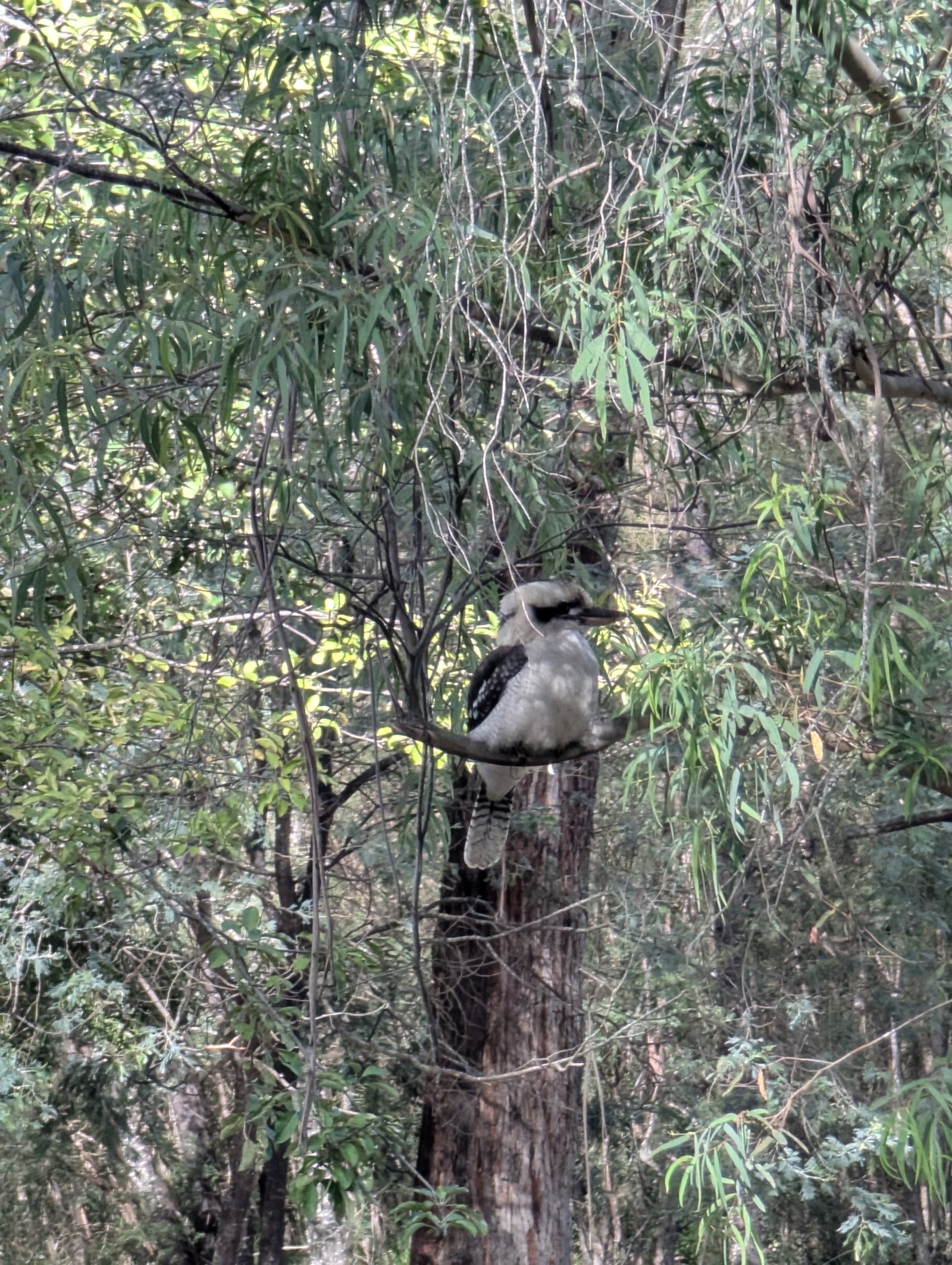 Doctors Creek Reserve 4