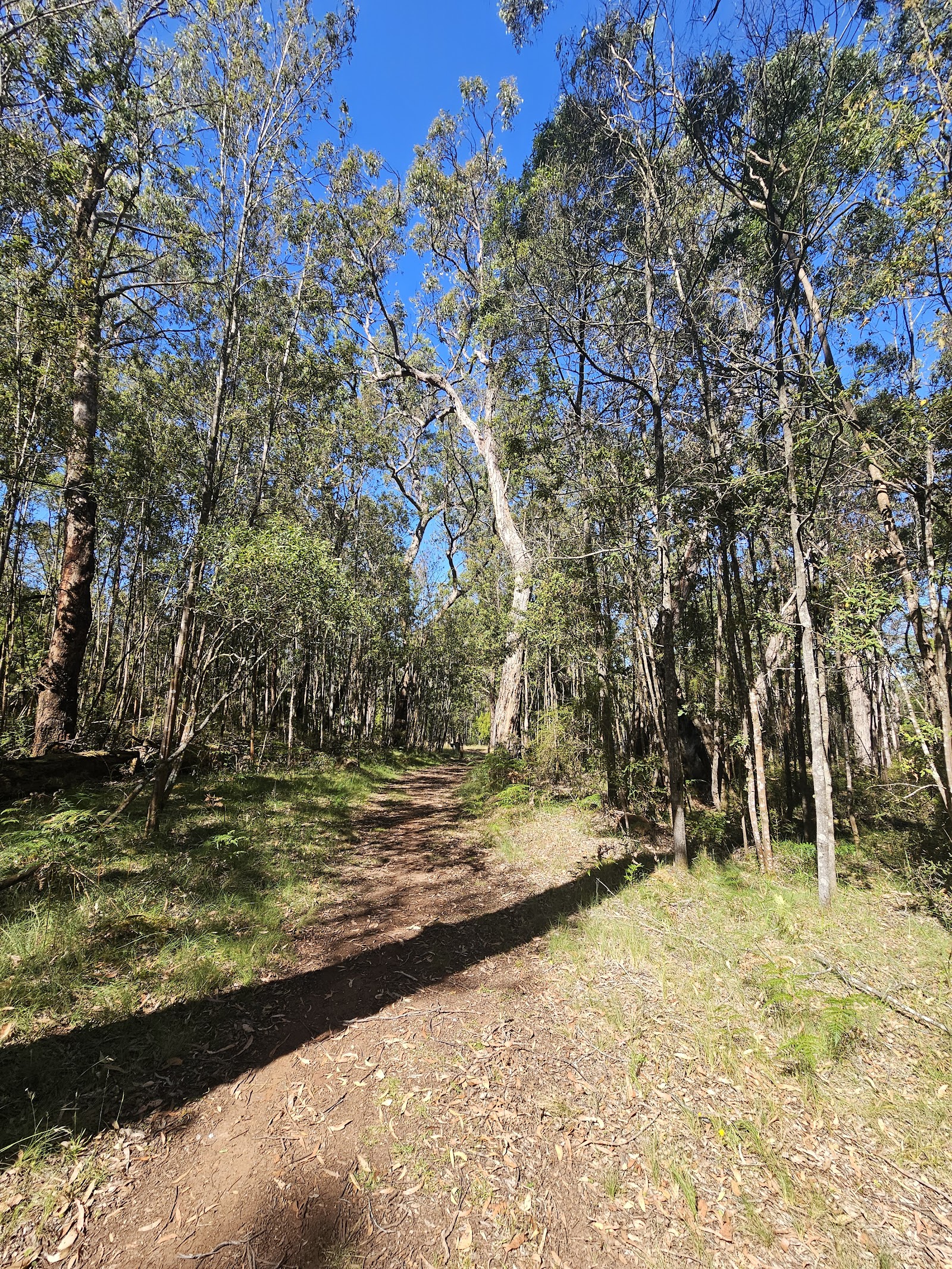 Jackass Fern Gully Picnic Area 4