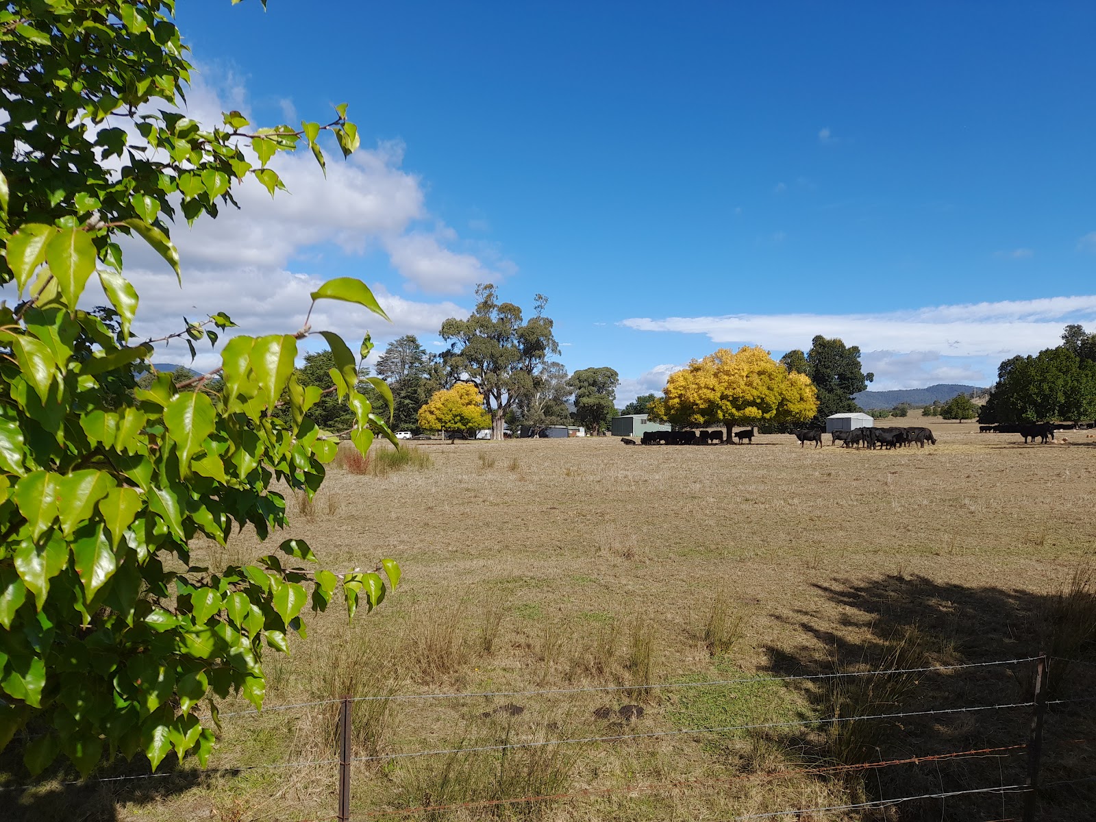 Batlow Showground 2