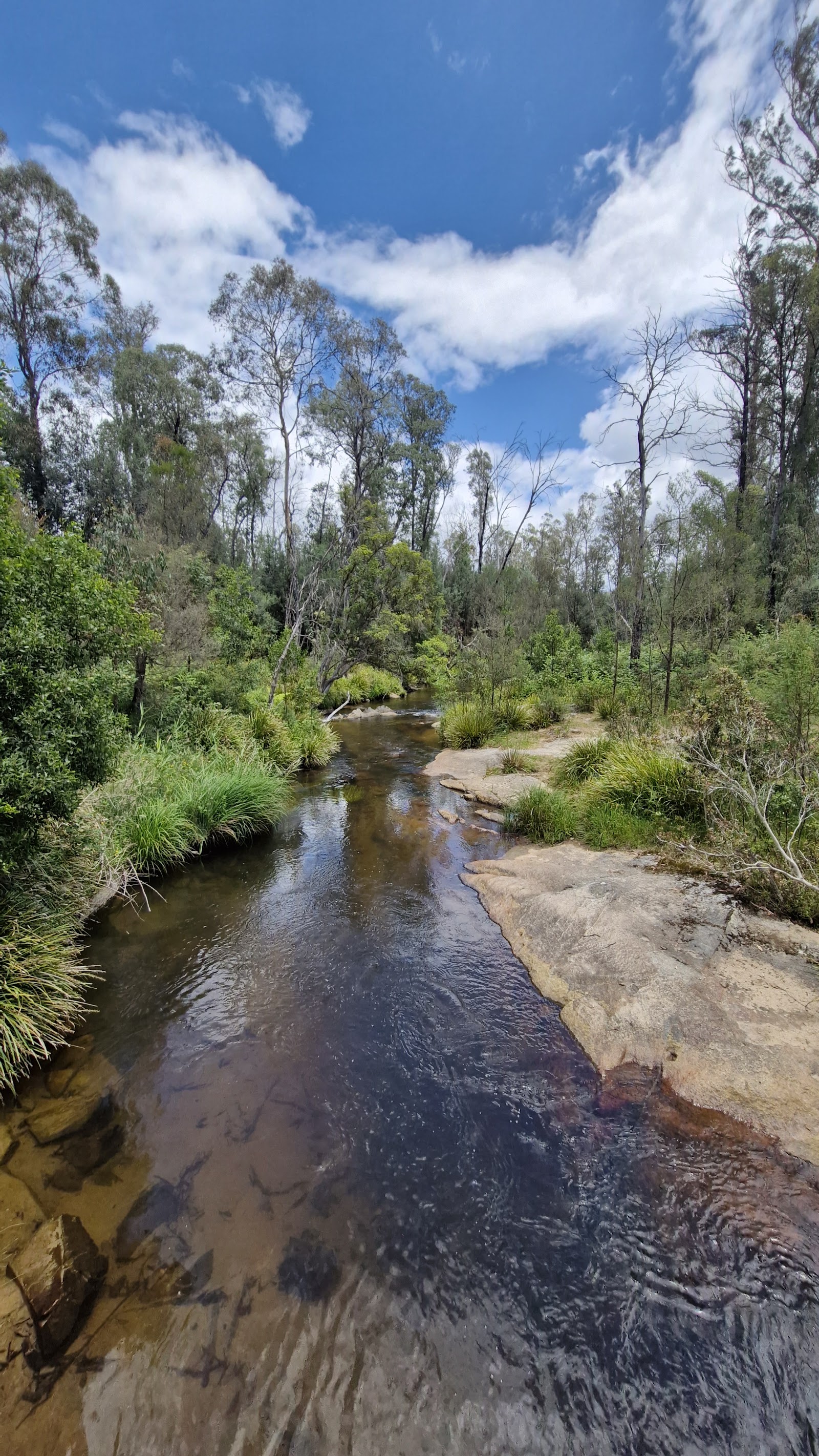 Goongerah Campground 2