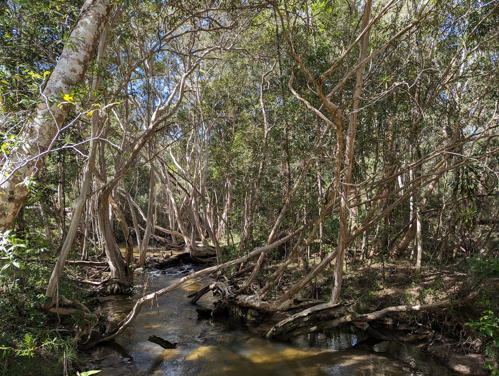 Upper Davies Creek Camping Area 2