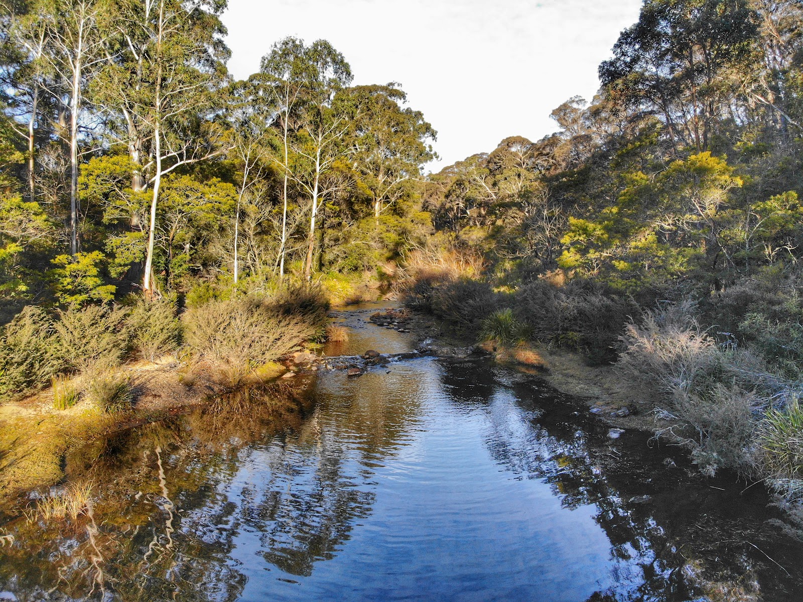 Scribbly Gum 5