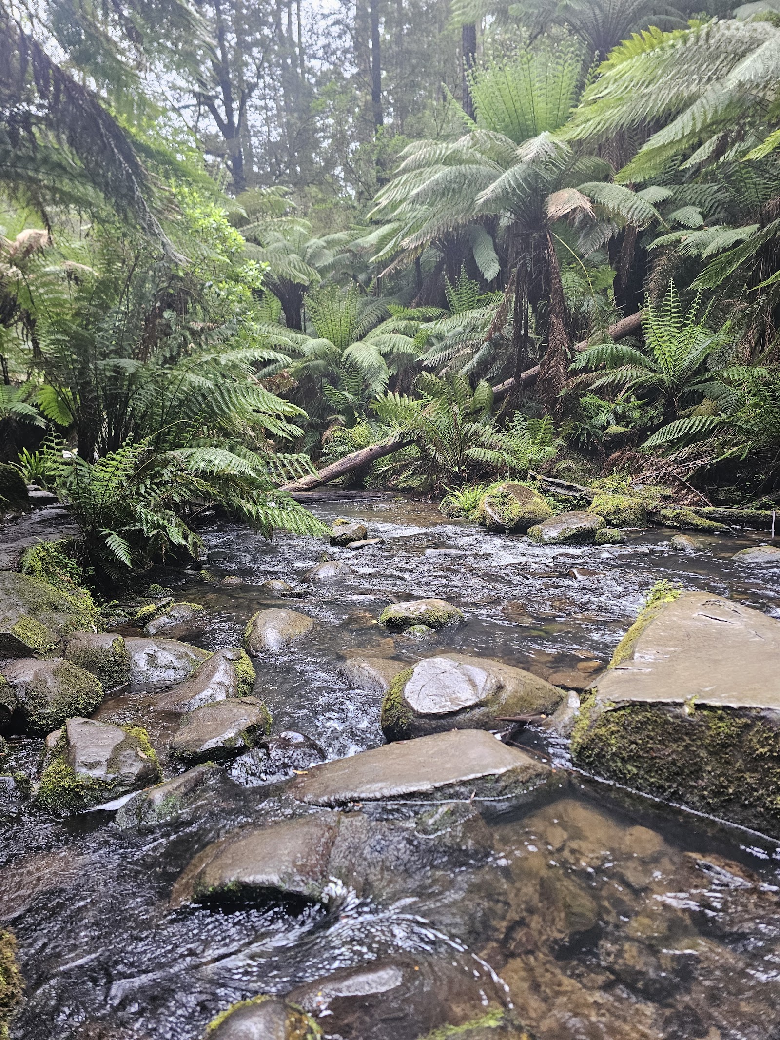 Beauchamp Falls Campground 3