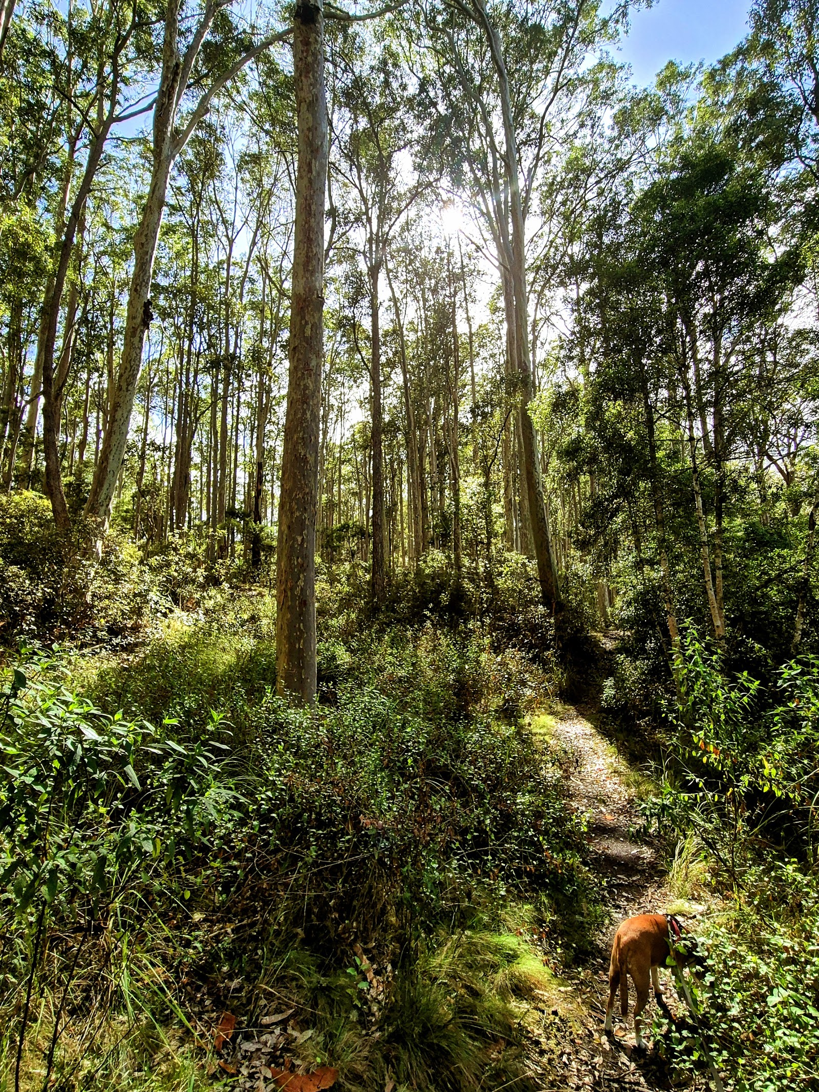 Bodalla Forest Park Rest Area 5