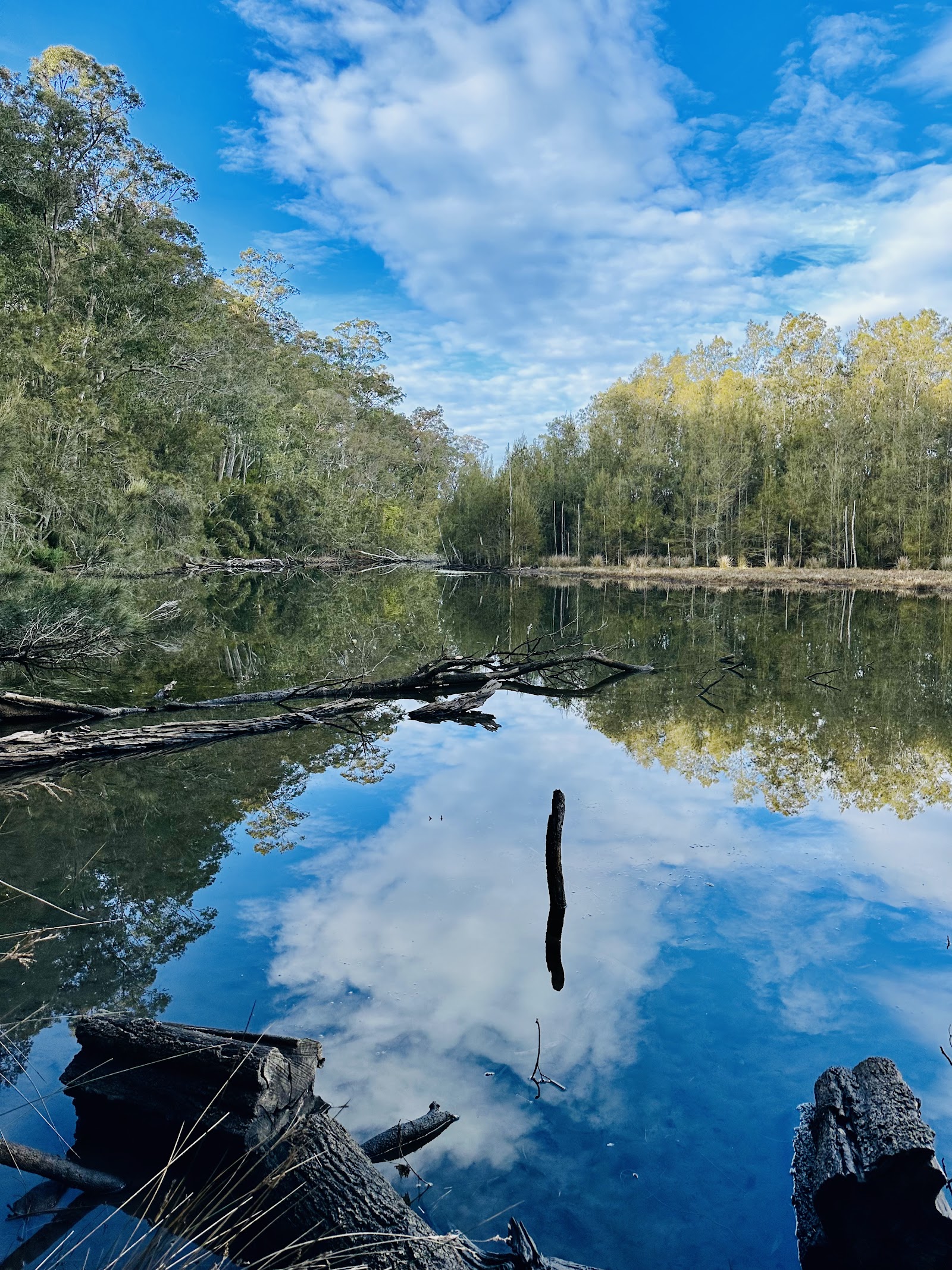 Bodalla Forest Park Rest Area 4