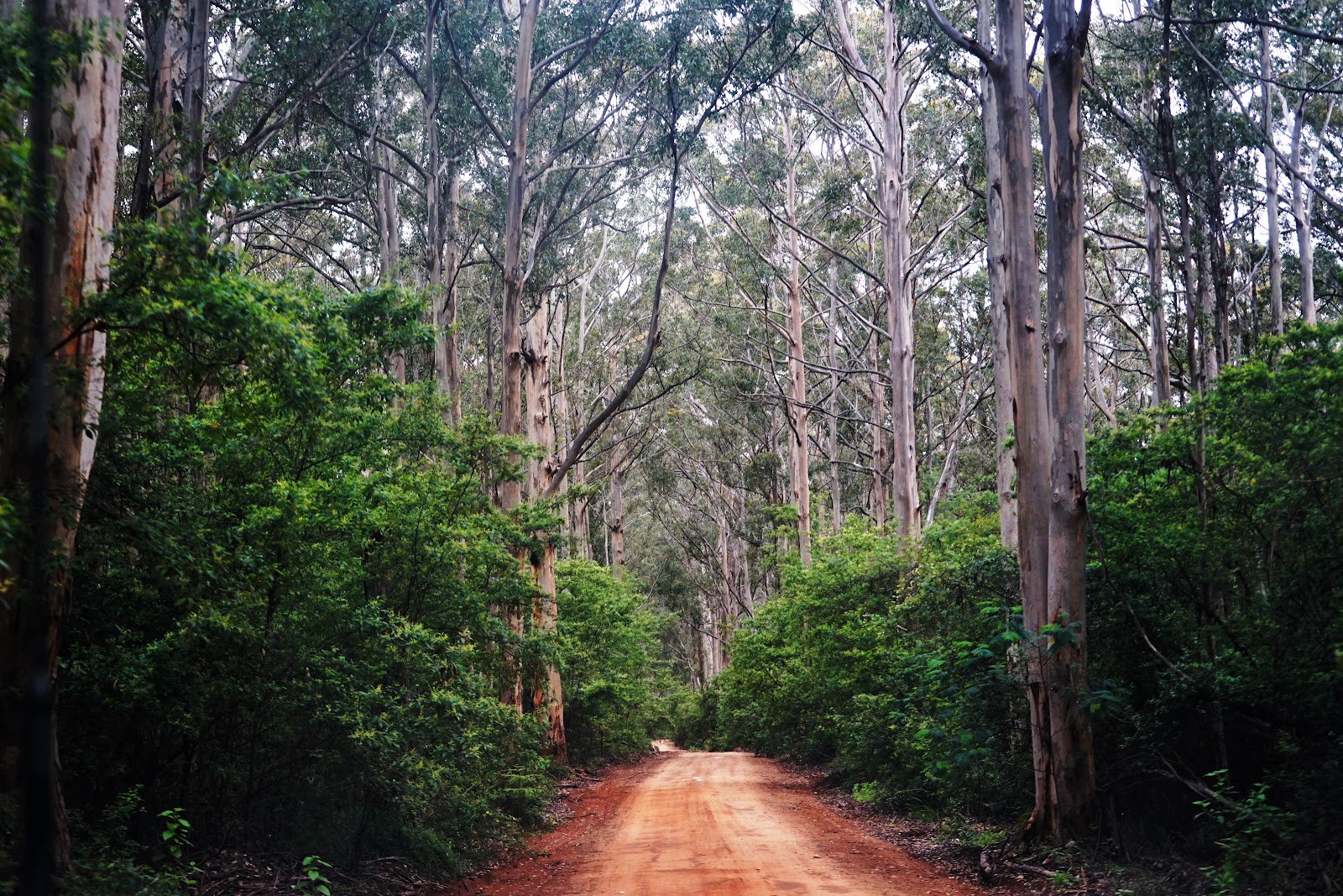 Boranup Campground 3