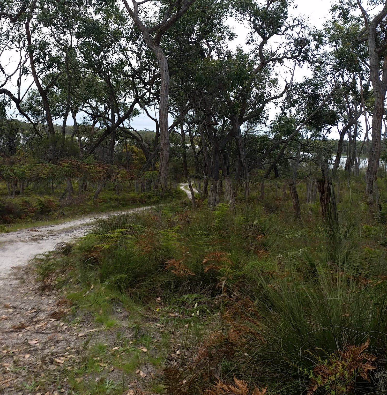 Mill Swamp 3