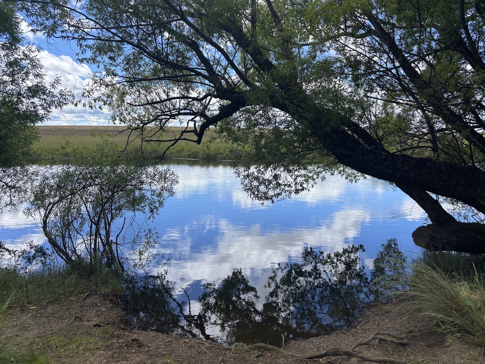 Honeysuckle Banks 3