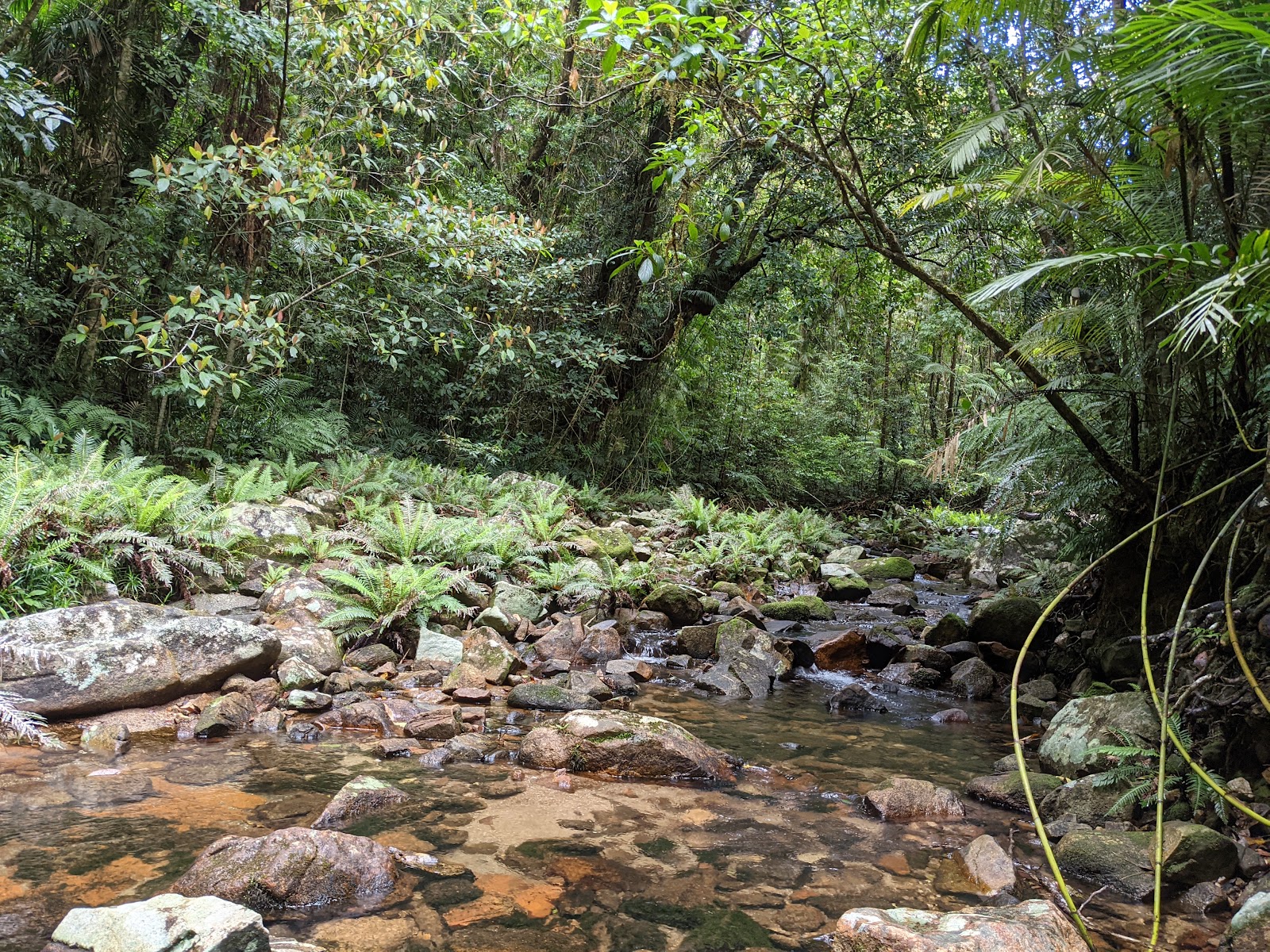 Paluma Range National Park 12