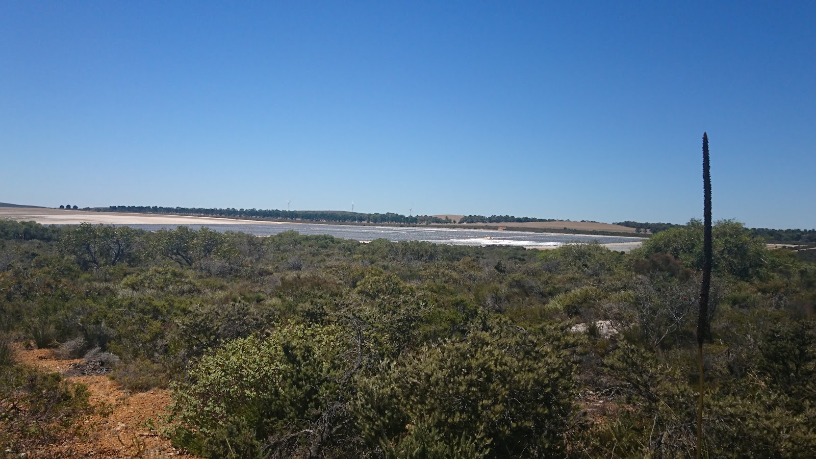 Hakea Reserve 7