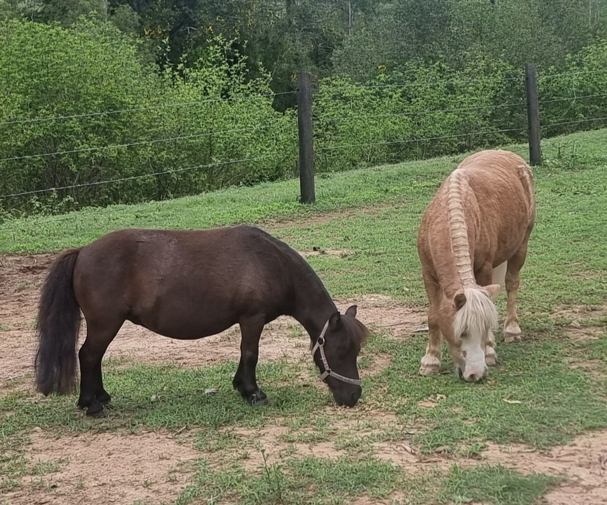 River Run farm camping 2