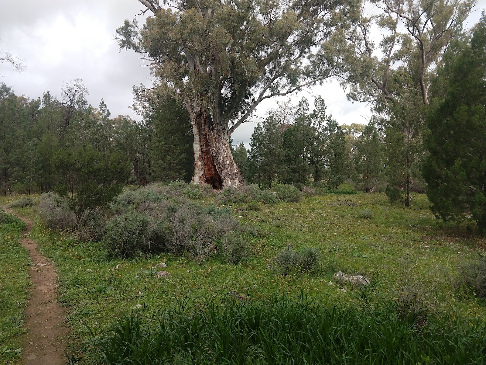 Baroota Ruins Campground 3