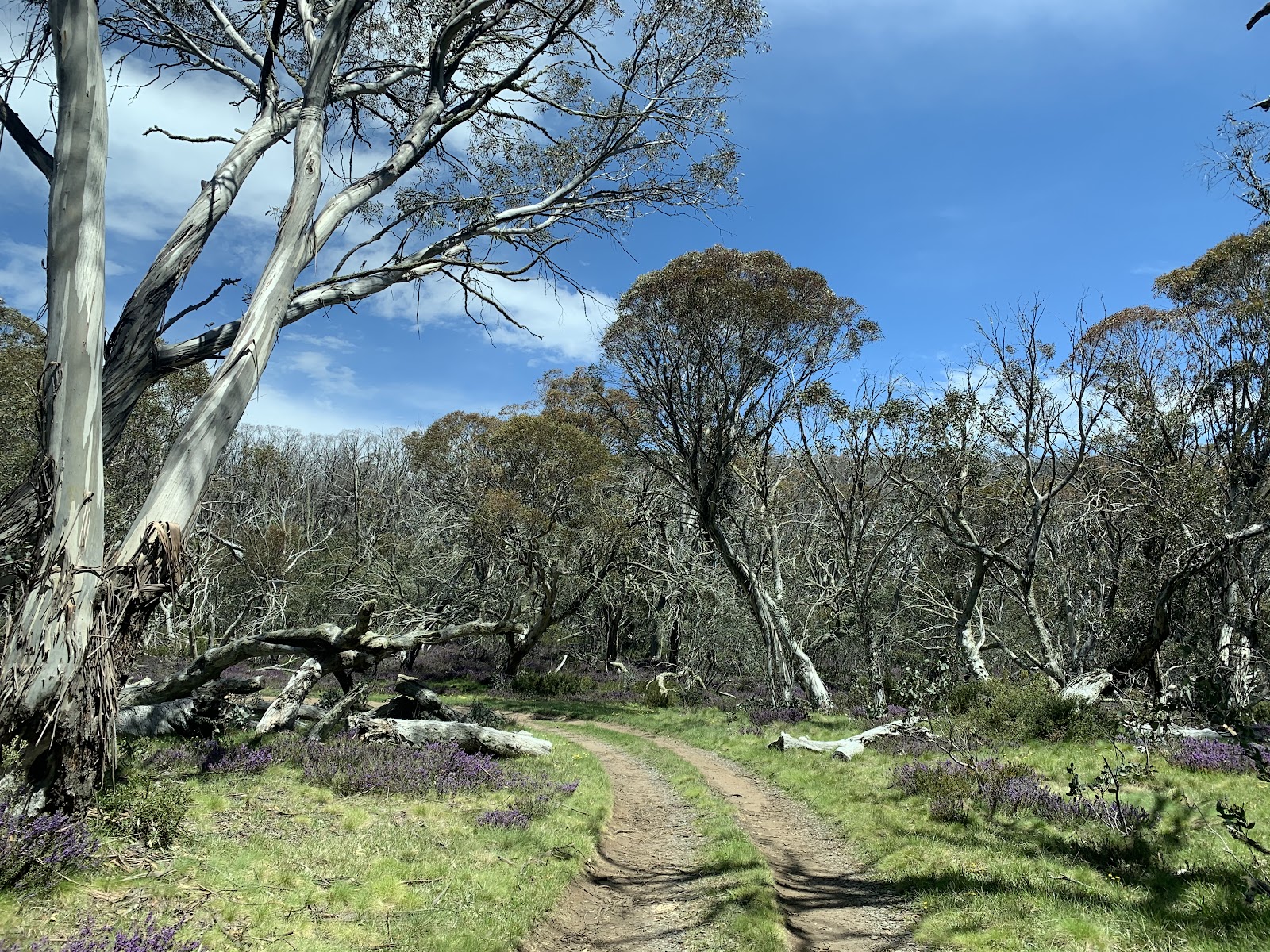 Buckety Plains Campground 2