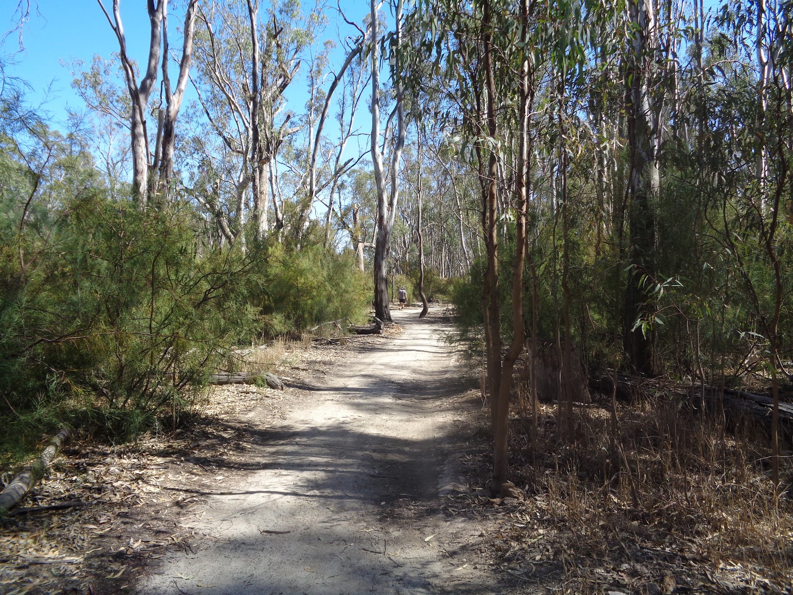 Koondrook State Forest 2