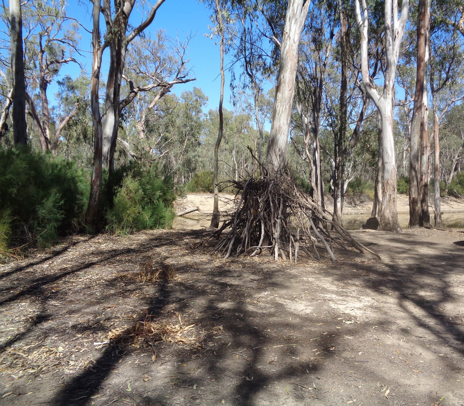 Koondrook State Forest 5