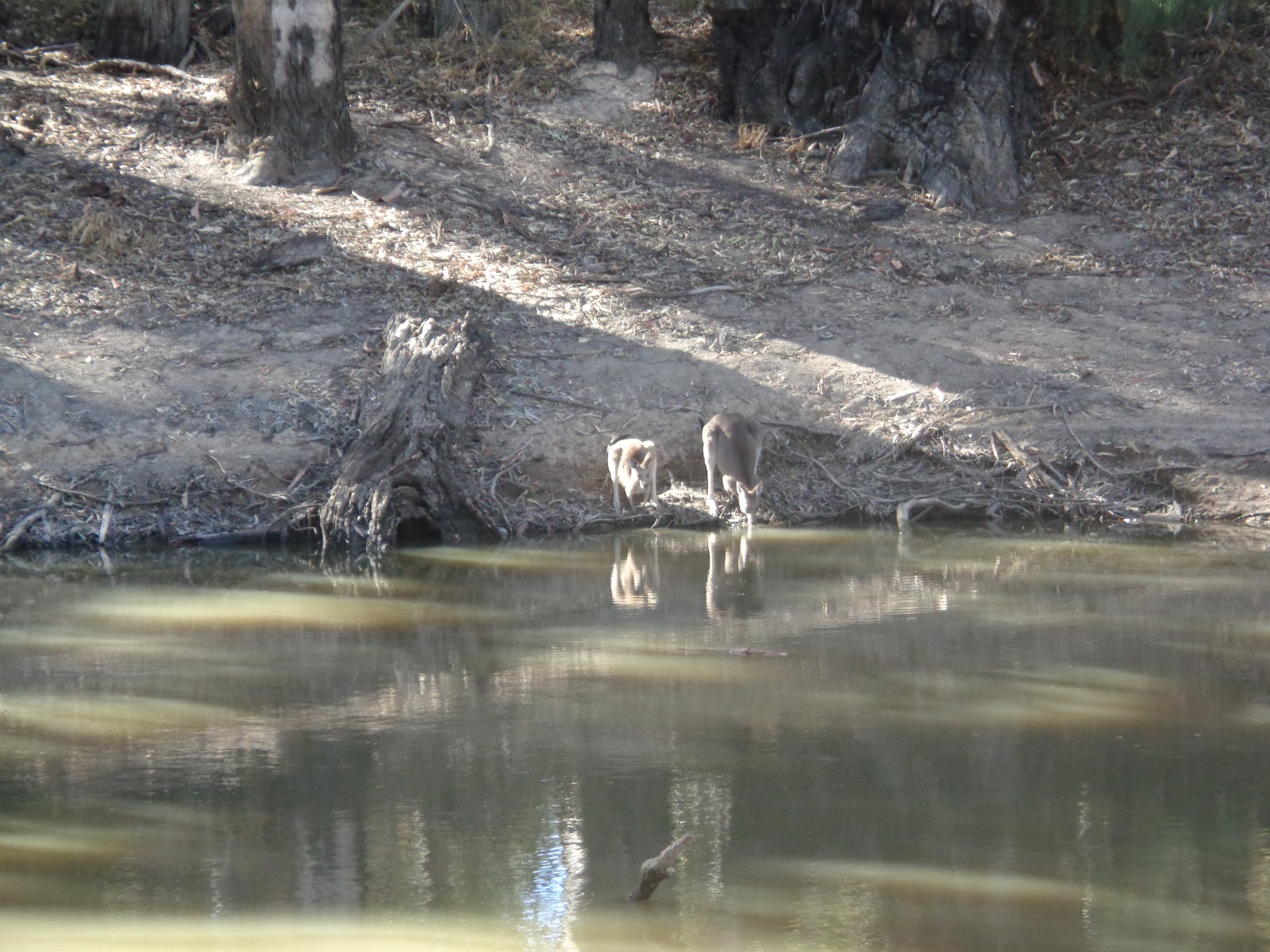 Koondrook State Forest 6