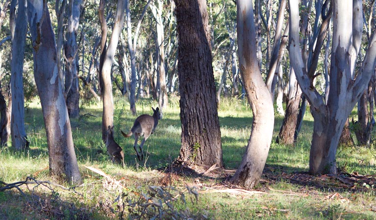 Apsley Falls campground 2