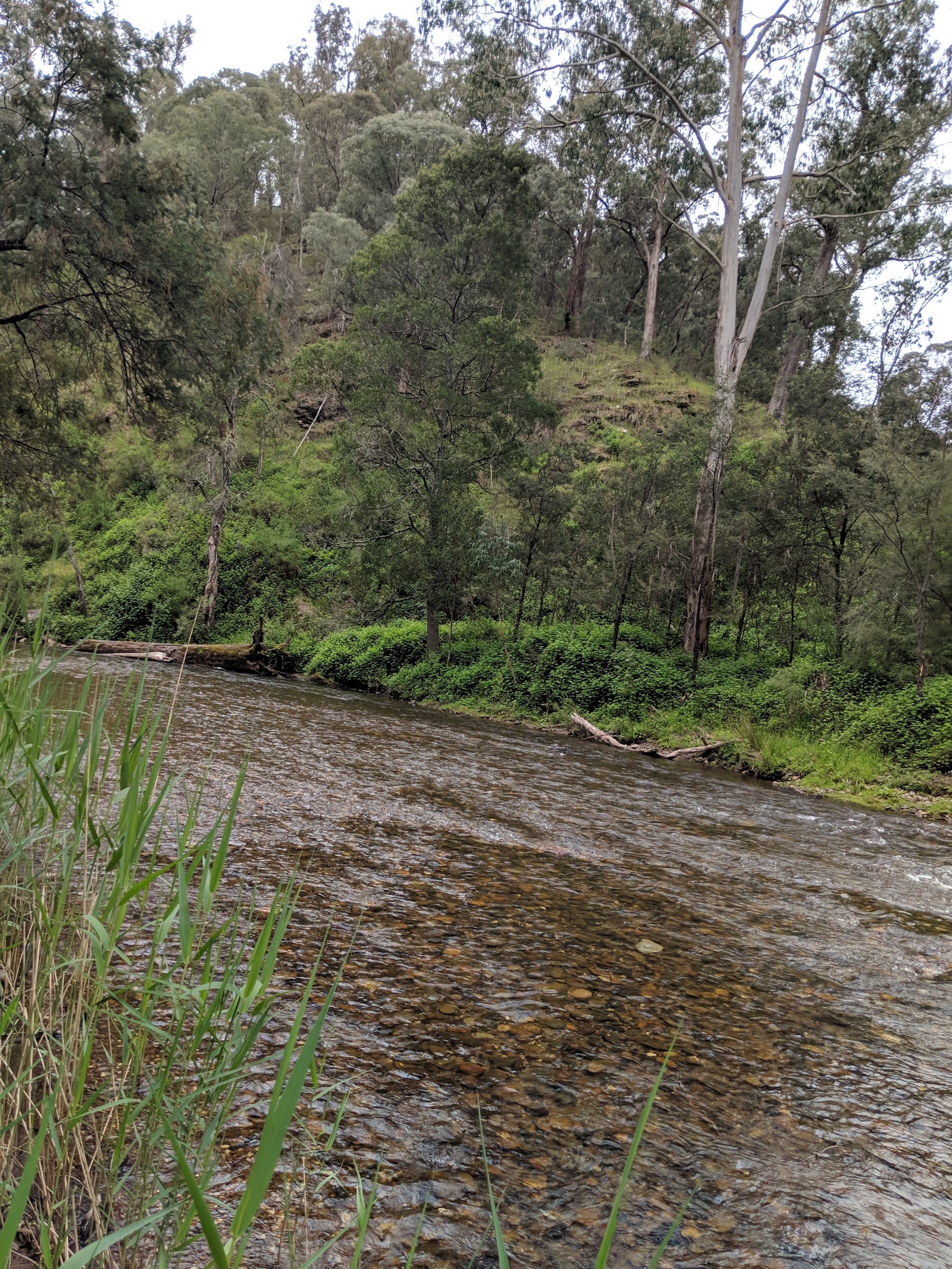 Upper Howqua Campground 4