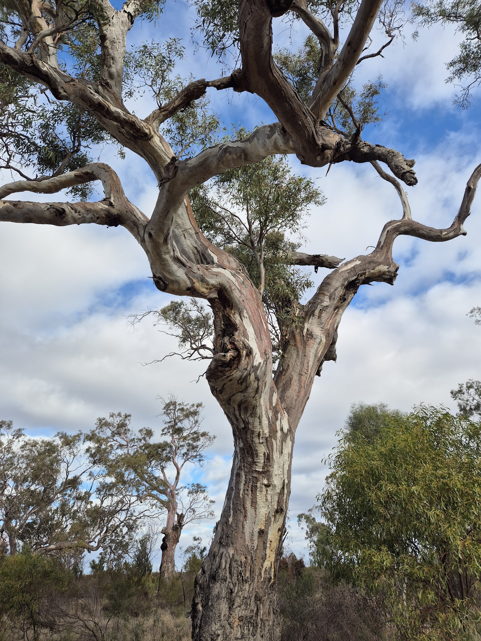The Wattles 3