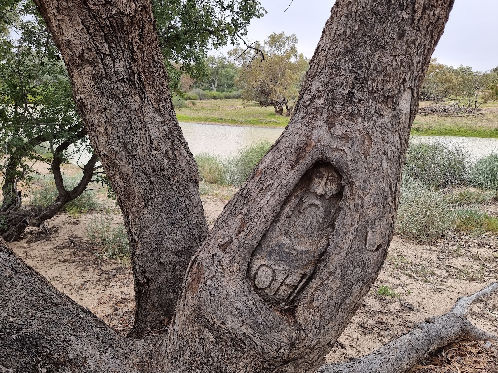 Burke & Wills Dig Tree 2