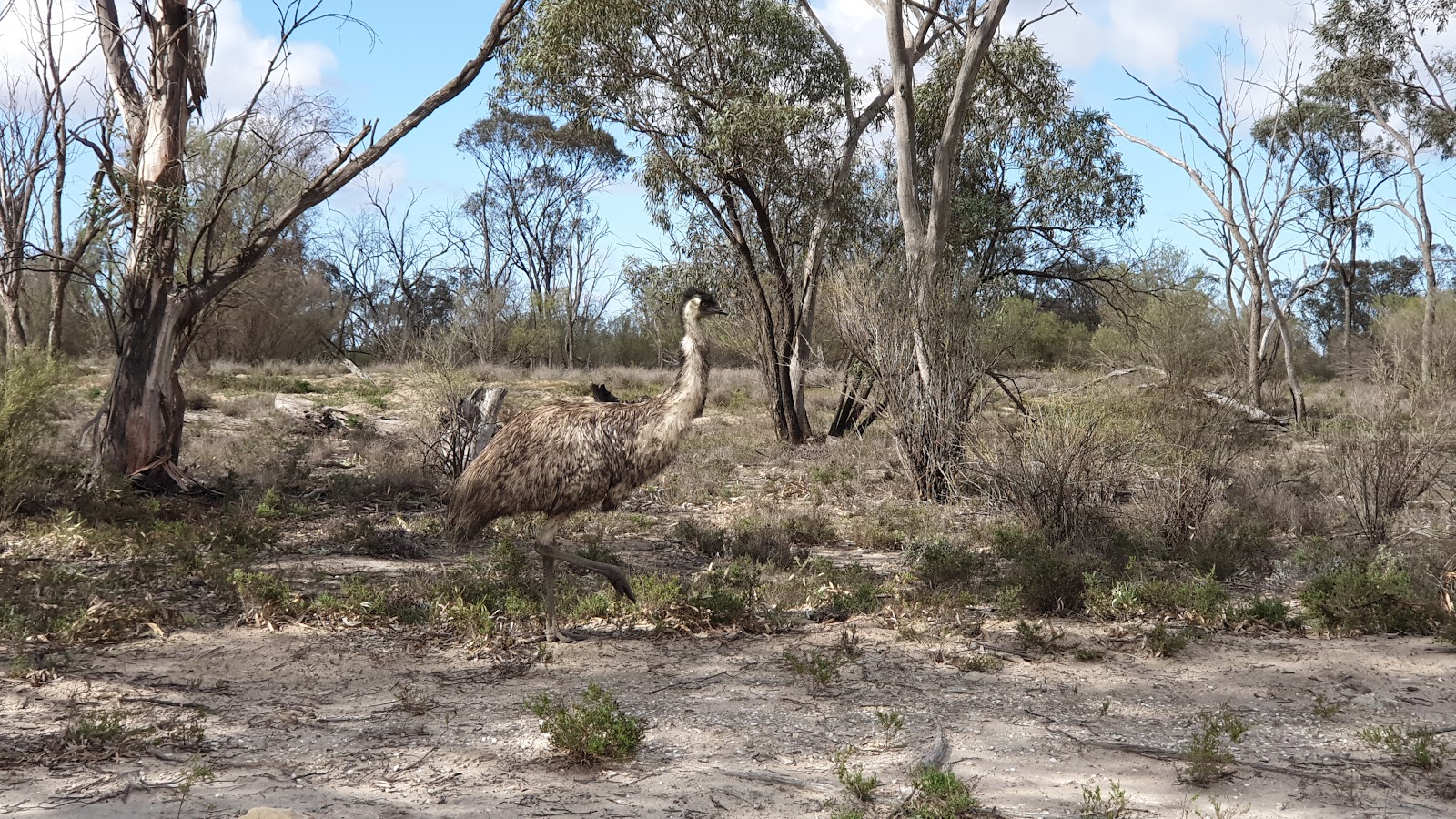 Maize Island Lagoon Conservation Park - 2