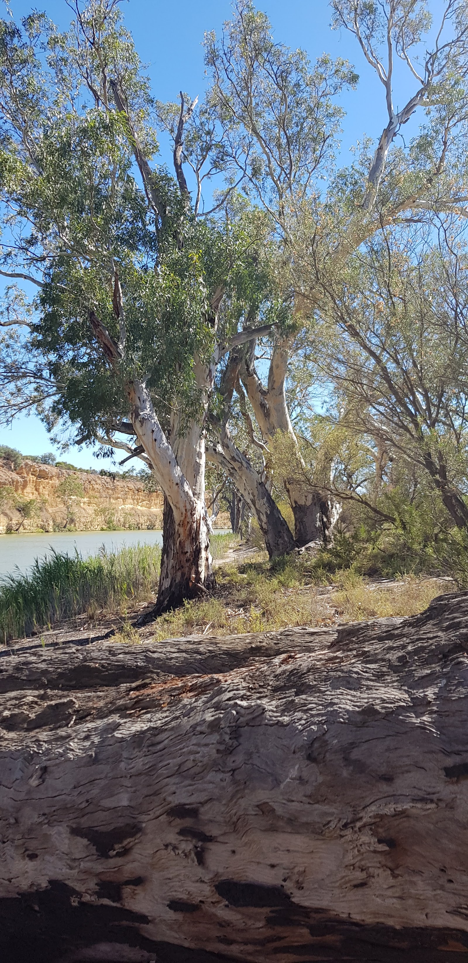 Maize Island Lagoon Conservation Park - 3