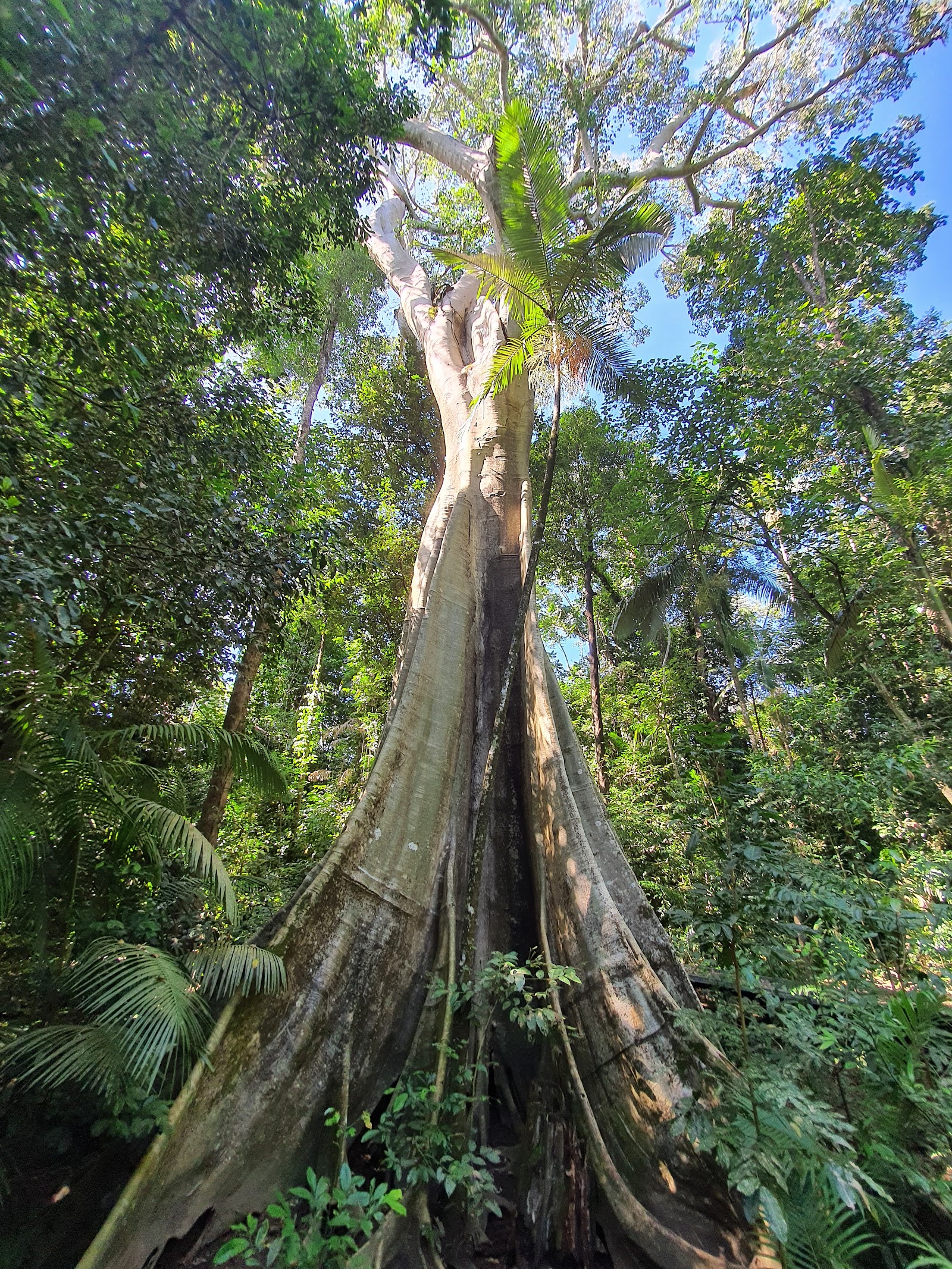 Broadwater camping area, Abergowrie State Forest 8