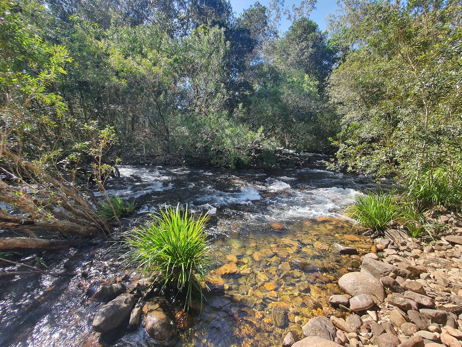 Broadwater camping area, Abergowrie State Forest 12