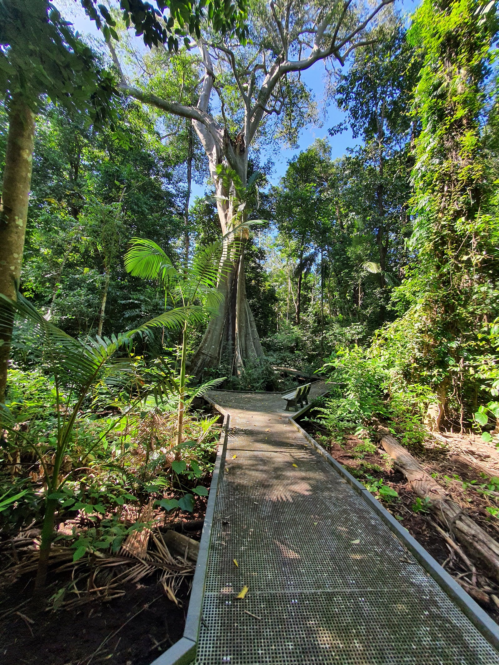 Broadwater camping area, Abergowrie State Forest 4