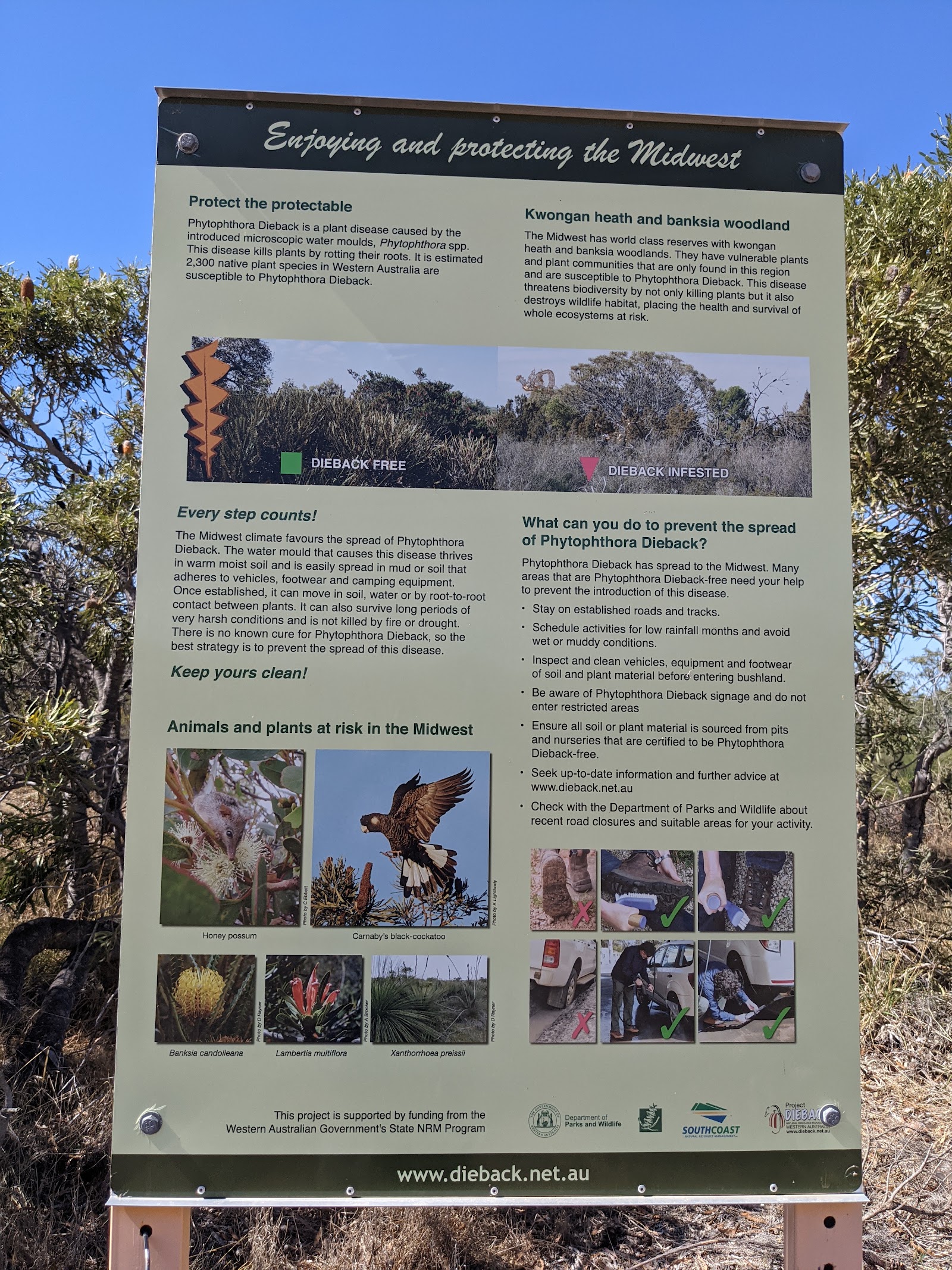 Banksia Reserve 4