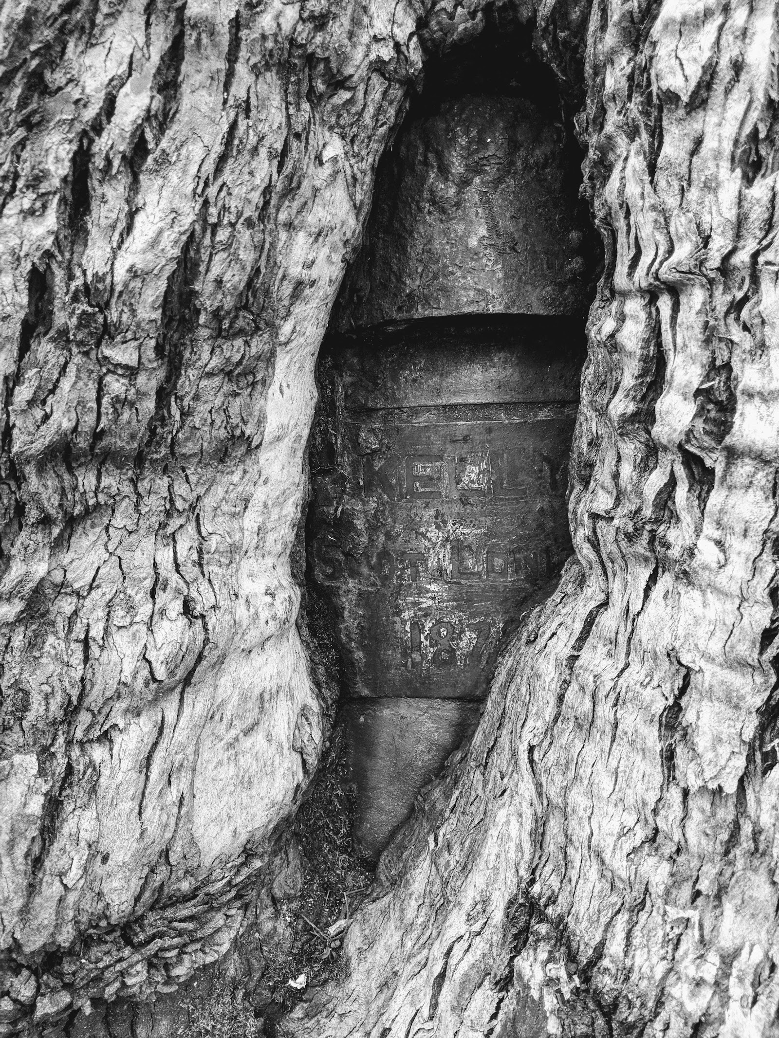 Stringybark Creek Historic Reserve 6