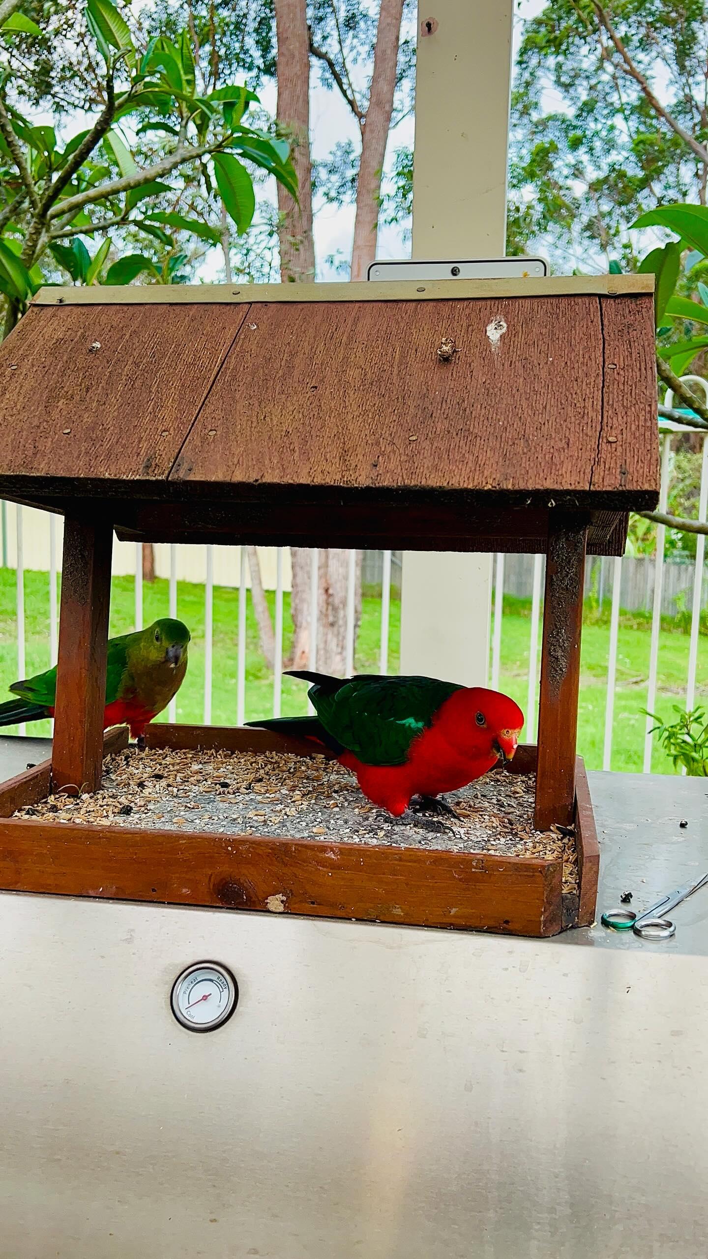 King Parrot Creek 8