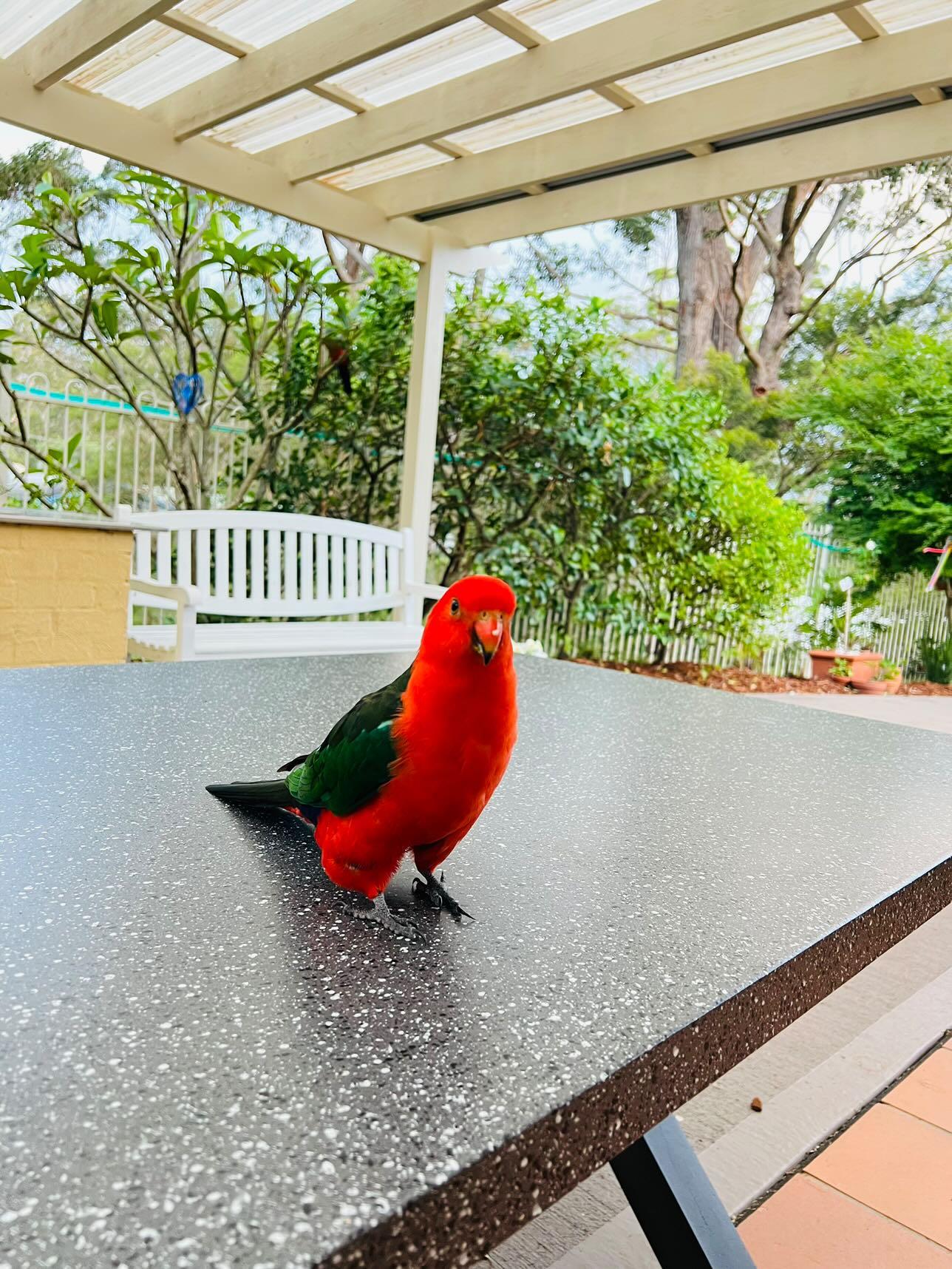King Parrot Creek 4
